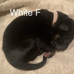 White collar girl - Black and red female German Shepherd puppy in Coleta, Illinois from Four Leaf Farm- Vom Vierblättriges Bauernhof