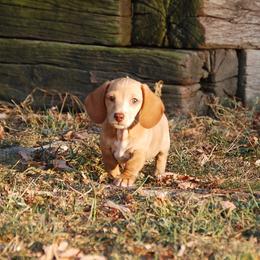 AKC Trooper - Dapple male Dachshund puppy in Billings, Missouri from Bundles of Joy