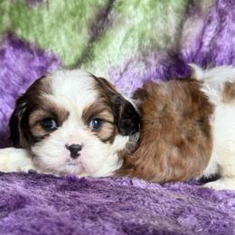 Kaylee - Red and white female Cavatzu puppy in Knoxville, Tennessee from Rocky Top Cavapoos