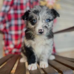 Girl3 - Blue merle female Australian Shepherd puppy in Smithville, Arkansas from Harris Farms and Aussies