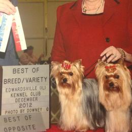Yorkshire Terriers from Yorkie Show Dogs