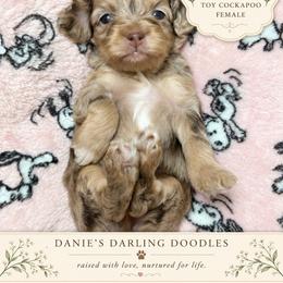 Gemora - Merle female Cockapoo puppy in Otisville, Michigan from Danie’s Darling Doodles LLC