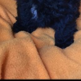 Poodle Puppies from Toy Poodle Kingdom