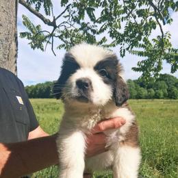 Big Mama - Brown and white female Saint Bernard puppy in Kinsman, Ohio from Coleman Saint Bernards of Ohio