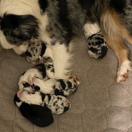Miniature American Shepherd and Parson Russell Terrier Puppies from Red Rock