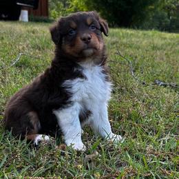 Aodh - Red tri-color male Australian Shepherd puppy in Butler, Georgia from Aussies at Howling Hill Farm