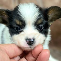 L3A Holding Out For A Hero - White black and tan male Papillon puppy in Davenport, Washington from Lovely Ladies and Little Asses Miniature Equines (L3A Pomeranians & Papillons)