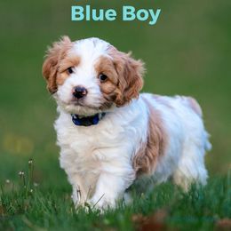 Boy 1 - Australian Labradoodle puppy in Darien, Connecticut from Nutmeg by the Sea Australian Labradoodles