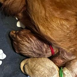 Girl 1 - Red  female Goldendoodle puppy in Rocky Point, North Carolina from CelticDoods