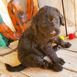 Girl 2 - Black Labradoodle puppy in Roswell, New Mexico from Sunny Day Sidekicks