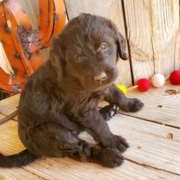 Girl 2 - Black Labradoodle puppy in Roswell, New Mexico from Sunny Day Sidekicks