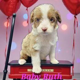 Baby Ruth - Brown merle female Aussiedoodle puppy in Boonville, North Carolina from Branch Creek kennels