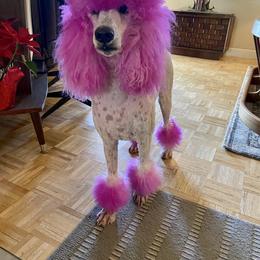 Bernedoodle and Poodle Puppies from Joe’s Poodles & Bernedoodles