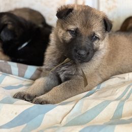 German Shepherd Puppies from StoneWall