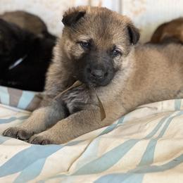 German Shepherd Puppies from StoneWall