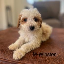 Winston - Parti male Goldendoodle puppy in Strasburg, Pennsylvania from Still Water Puppies