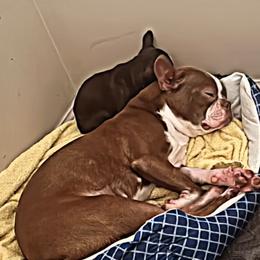 Boston Terrier Puppies from Bosties of Atlanta (BOA)