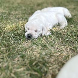Labrador Retriever Puppies from Gem State English Labrador Retrievers