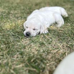 Labrador Retriever Puppies from Gem State English Labrador Retrievers