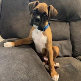 Romeo - Fawn male Boxer puppy in Ocala, Florida from La Mer Boxers