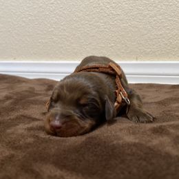 Doberman Pinscher Puppies from Obsidian Kennels