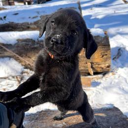 Orange boy - Black male Labrador Retriever puppy in Conway, Missouri from Ozark Mountain Kennel