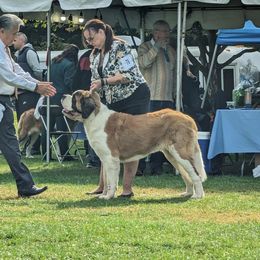 Saint Bernard Puppies from Ostara Kennel