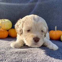 Shep - Cream male Cockapoo puppy in Bedford, Iowa from Our Father’s Doodles