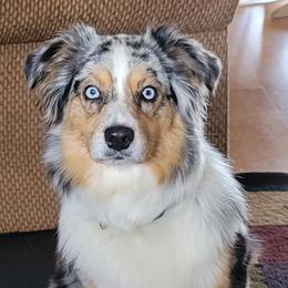 Miniature Australian Shepherds from Sugarcreek AKC Miniature Australian Shepherds
