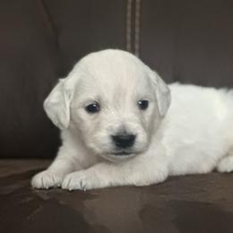 Silver collar boy - Light golden male Golden Retriever puppy in Waterford, Pennsylvania from Living on Faiths Golden Retrievers