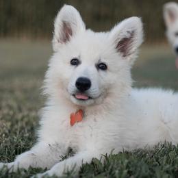 Berger Blanc Suisse Puppies from Moro Shepherds