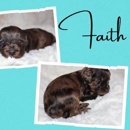 Faith - Parti female Goldendoodle puppy in Enfield, Connecticut from Sweet Connecticut Doodles