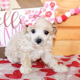 Emma - Cream female Poodle puppy in Hugo, Oklahoma from Ann R.