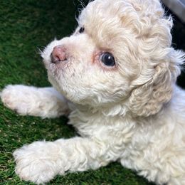 Abby - Cream female Cockapoo puppy in Ocoee, Florida from Puppie Poos 4 U
