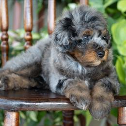 Buzz Lightyear - Merle male Schnoodle puppy in Grove, Oklahoma from Grand Lake Poodles & Doodles