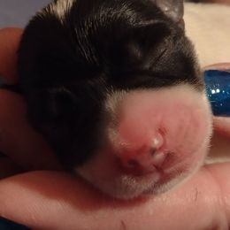 Miniature Schnauzer puppies from Sky & Ivy Farms