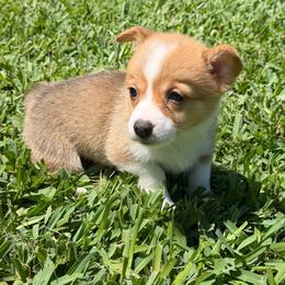 Coda - Red female Pembroke Welsh Corgi puppy in Magnolia, Texas from Wiggle Ranch Corgis
