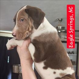 Ayden - Harlequin male Great Dane puppy in Biscoe, North Carolina from Clouser's Bodacious Danes & Miniature Schnauzers