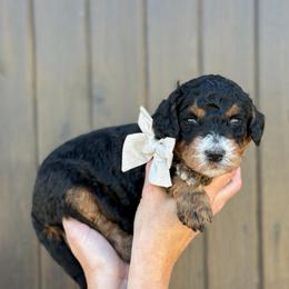 Dickon - Boy 3 - Phantom male Bernedoodle puppy in Bellville, Ohio from Bernedoodle Buddies