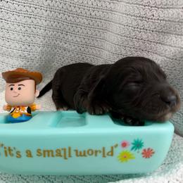 Bonnie - Black and chalk female Australian Labradoodle puppy in Orange, California from Little Kingdom Doodles