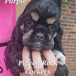 Pigeon Rock Cocker's Purple Girl - Black and tan female Cocker Spaniel puppy in Calhoun, Georgia from Pigeon Rock Cockers