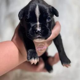 Boston Terrier and Boxer Puppies from Shotgun Pups