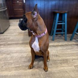 Uma - Boxer