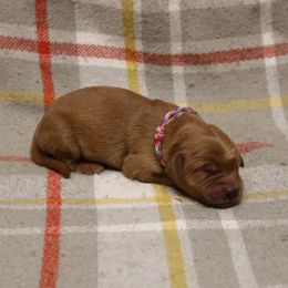Buckaroo - Dark golden male Golden Retriever puppy in New Weston, Ohio from Bertke AKC Golden Retrievers and Bernese Mountain Dogs
