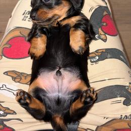 Boy 2 - Black and tan male Dachshund puppy in Cooper, Texas from Sassy Kat’s Dachshunds