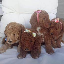 Goldendoodle Puppies from The Doodle House