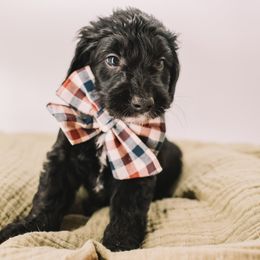 Black Boy - Black male Goldendoodle puppy in Mckinney, Texas from Doodles of North Tx