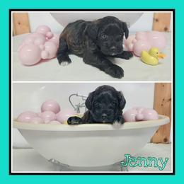 Jenny - Brown female Schnoodle puppy in Lebanon, Missouri from Cedar Glades Canines