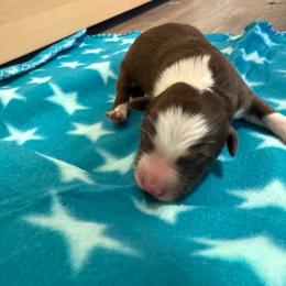 Bird - White and red male Border Collie puppy in North Lakeport, California from Wild Rose Ranch