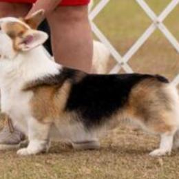 Rummy - Pembroke Welsh Corgi